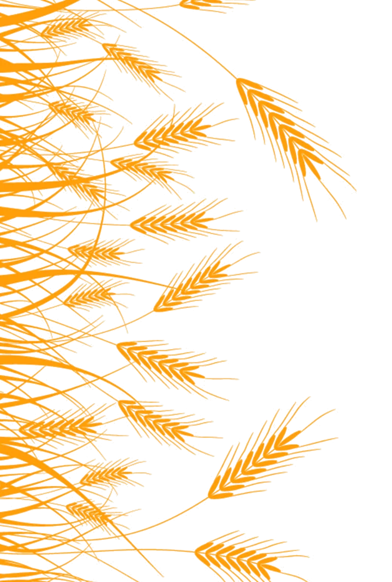shape